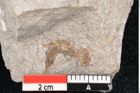 Foto (Detailansicht) von Cystoseira communis Unger (NHMW-GEO-2024-0188-6645)